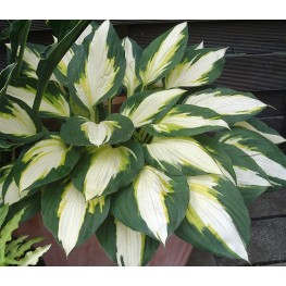 Hosta Color Festival Funkia