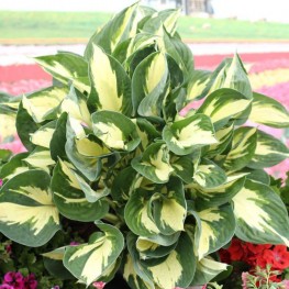 Hosta Colored Hulk