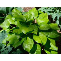 Hosta Fried Bananas