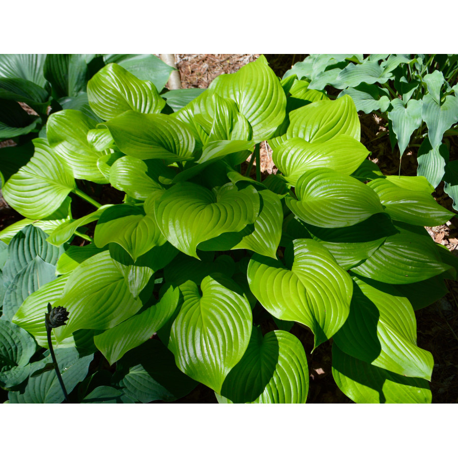 Hosta Fried Bananas