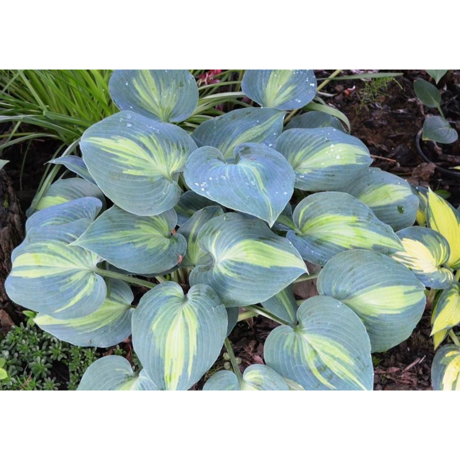 Hosta Grand Marquee