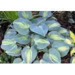 Hosta Grand Marquee