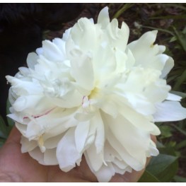 Paeonia lactiflora Corinne Werson Piwonia chińska
