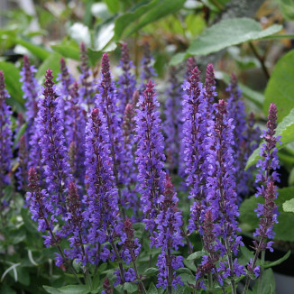 Salvia nemorosa Sensation Medium Deep Blue Szałwia omszona