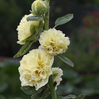 Alcea rosea Chater's Double Yellow Malwa