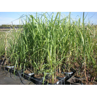 Miscanthus sinensis Floridulus