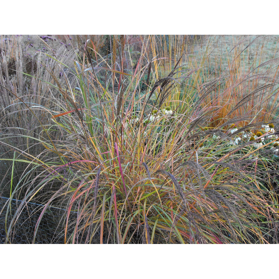 Miscanthus sinensis Krater Miskant chiński