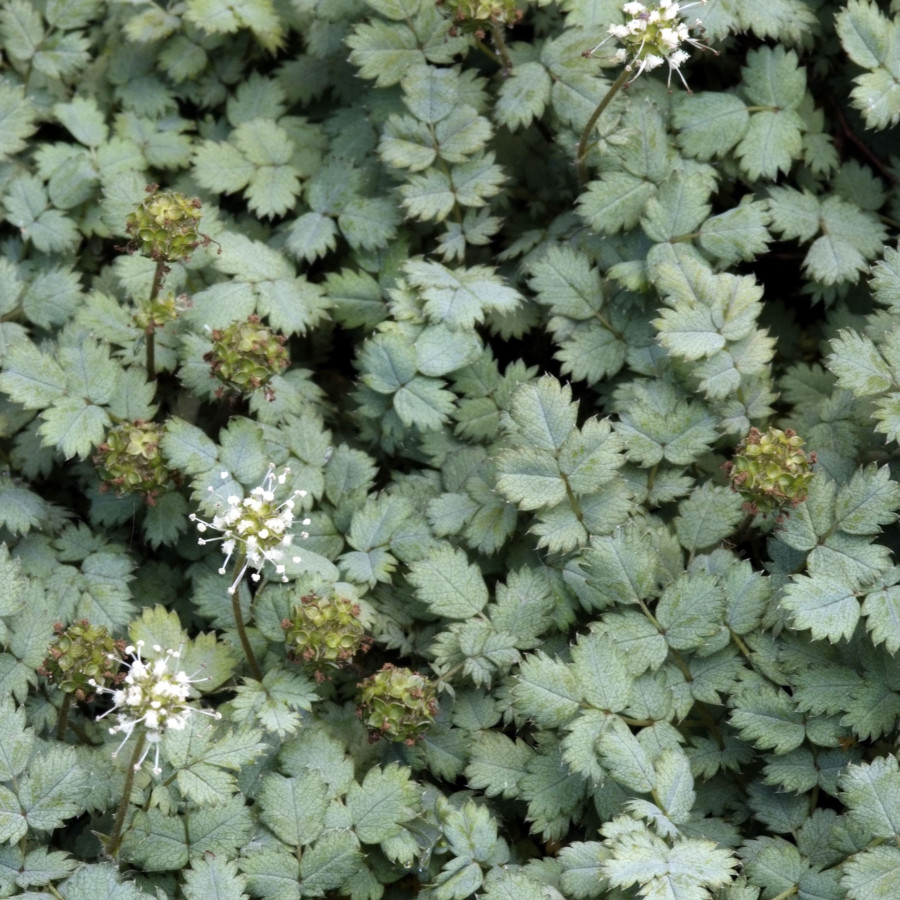 Acaena buchananii Acaea Buchanana