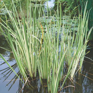 Acorus calamus Variegatus Tatarak Paskowany