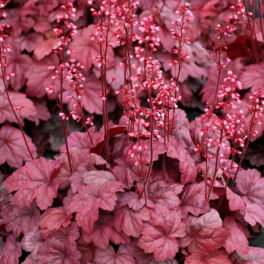 Heuchera Grape Soda Żurawka