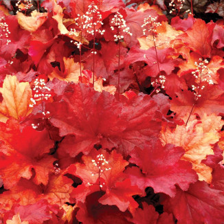 Heuchera Rio