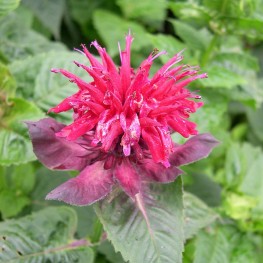 Monarda Fireball Pysznogłówka