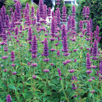 Agastache Blue Boa Kłosowiec