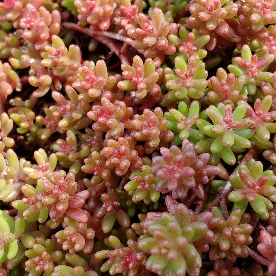 Sedum album Coral Carpet Rozchodnik biały Sedum album Coral Carpet Rozchodnik biały