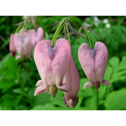 Dicentra formosa Serduszka piękna