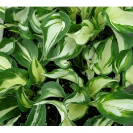 Hosta Patriot Reverset Funkia