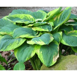 Hosta Samurai Funkia
