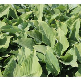 Hosta Nigrescens Krossa Regal Funkia