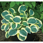 Hosta Migty Mouse