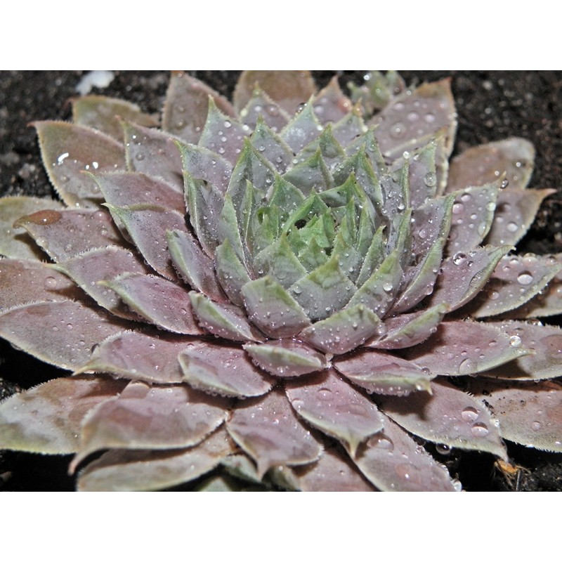 Sempervivum Emma Rojnik - Rośliny od Ogrodnika