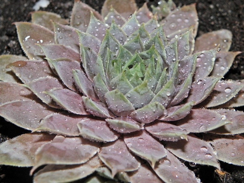 Sempervivum Emma Rojnik - Rośliny od Ogrodnika