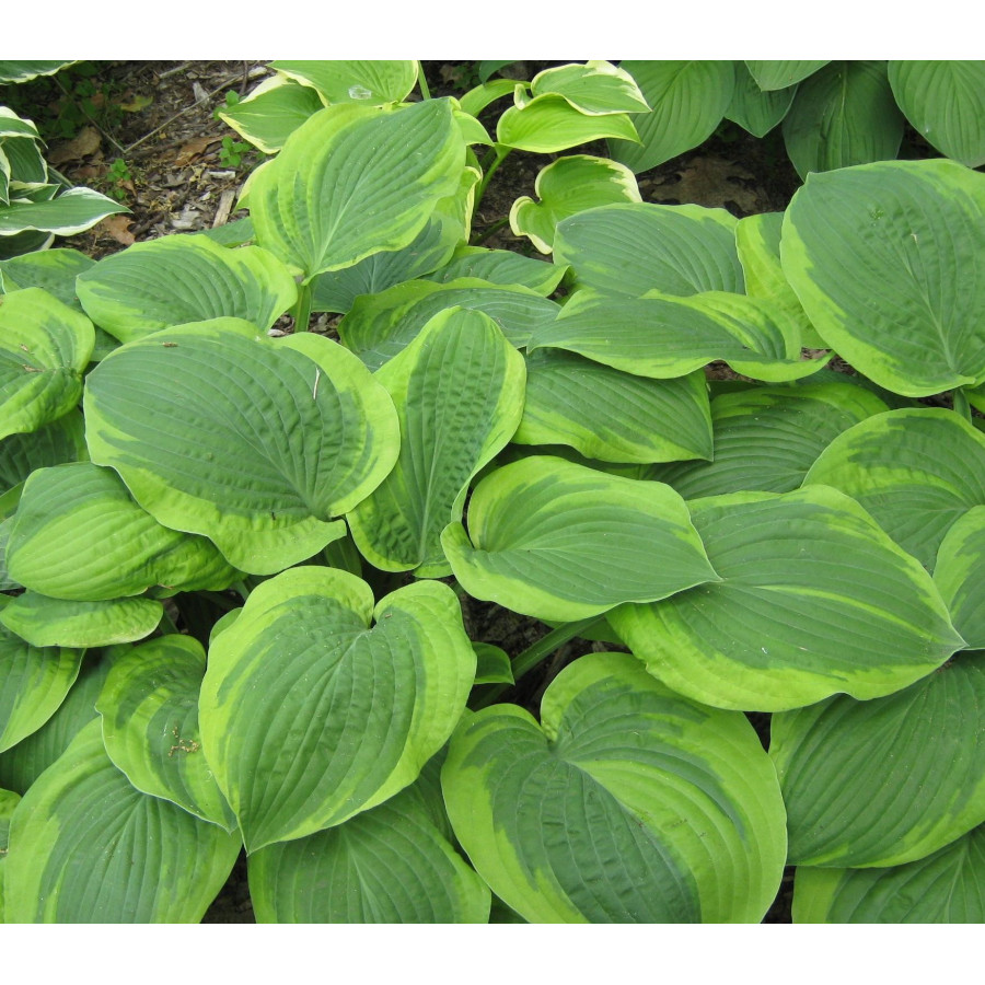 Hosta Abiqua Moonbeam Funkia