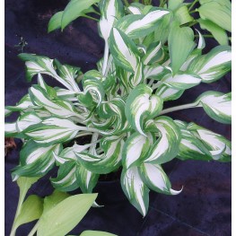 Hosta Kiwi Spearmint Funkia