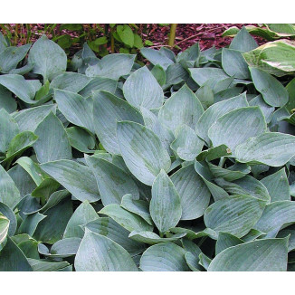 Hosta Moody Blues Funkia