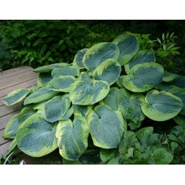 Hosta Olive Bailey Langdon Funkia