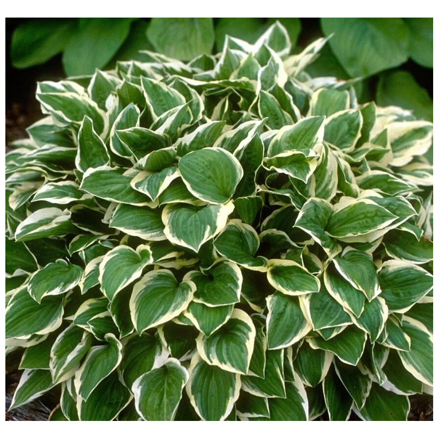 Hosta Diamond Tiara Funkia