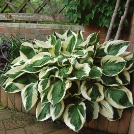 Hosta Patriot Funkia