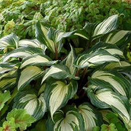 Hosta Raspberry Sundae