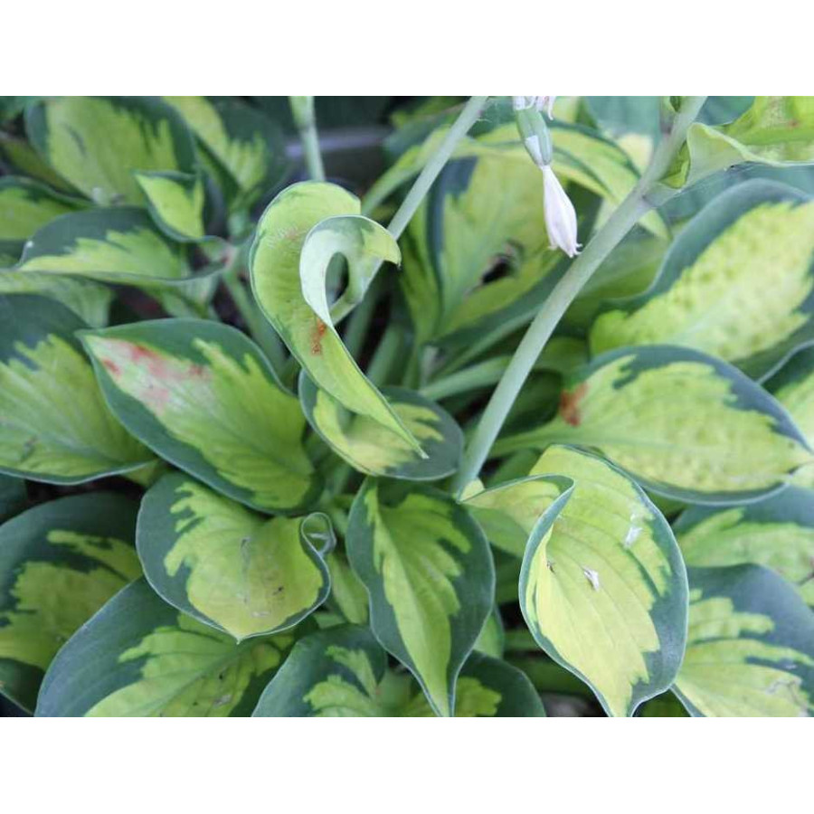 Hosta Pocketful of Sunshine Funkia