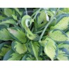 Hosta Pocketful of Sunshine Funkia