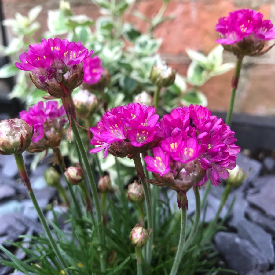 Armeria maritima Splendens Zawciąg