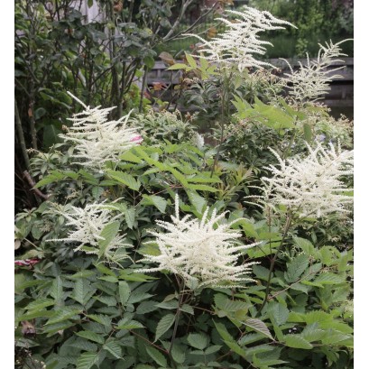 Aruncus aethusifolius Parzydło blekotolistne