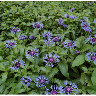 Centaurea montana Chaber górski