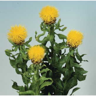 Centaurea macrocephala Deep Yellow Chaber