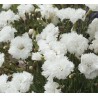 Dianthus plumarius Double White Goździk