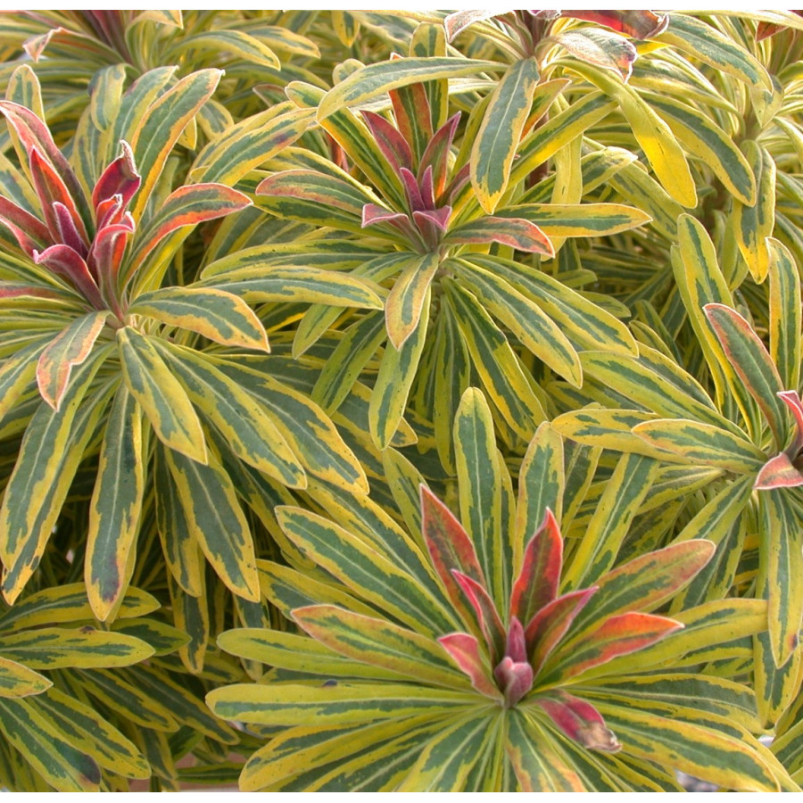 Euphorbia Ascot Rainbow Wilczomlecz