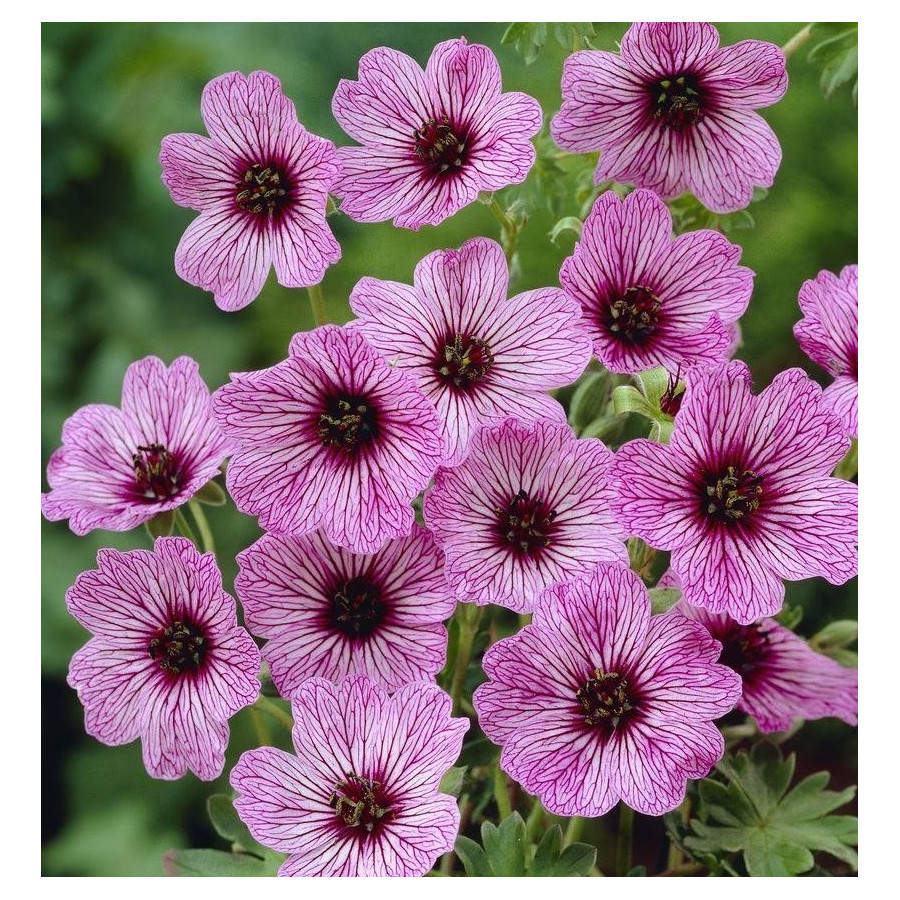 Geranium cinereum Ballerina Bodziszek popielaty