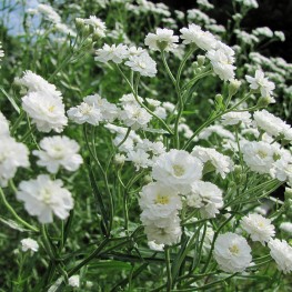 Gypsophila paniculata 'Snowflake'-Łyszczec wiechowaty 