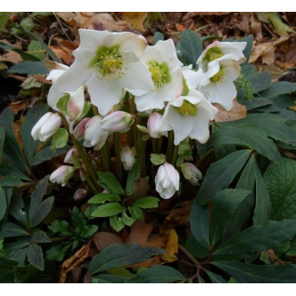 Helleborus niger Ciemiernik biały