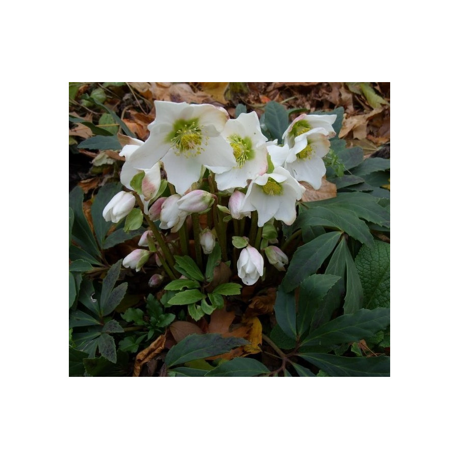 Helleborus niger Ciemiernik biały