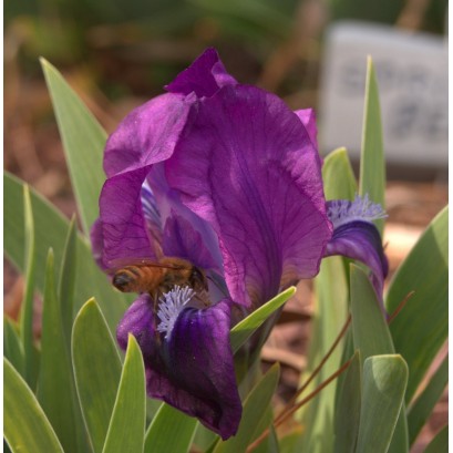 Iris pumila Atroviolacea Kosaciec niski