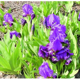 Iris pumila Cyanea Kosaciec niski