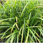 Carex moorowii Iris Green