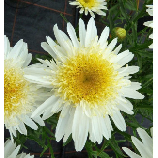 Leucanthemum Real Glory Jastrun