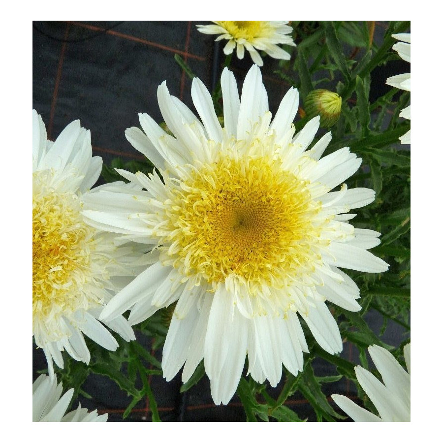 Leucanthemum Real Glory Jastrun