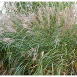 sinensis Silberfeder sinensis Silberfeder